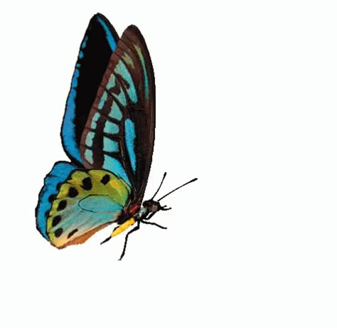 Beautiful Butterfly Images, Fly Gif, Butterfly Gif, Rainbow Butterflies, Butterfly Quotes, Bird Gif, Nature Hd, Anime Butterfly, Butterfly Images