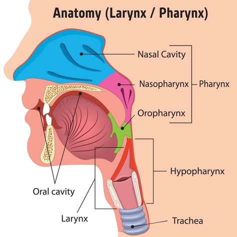 Pharynx Anatomy, Larynx Anatomy, Anatomy Head, Human Heart Anatomy, Head Illustration, Basic Anatomy And Physiology, Nasal Cavity, Medical Photos, Nursing School Notes