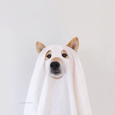 Ghost dog. Shiba Inu, A Dog, Ghost, White