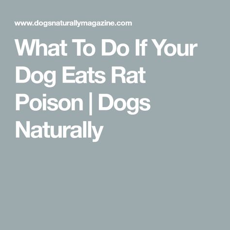 What To Do If Your Dog Eats Rat Poison | Dogs Naturally Pet Rat Food List, Rat Poison Diy Baking Soda, Natural Rat Poison, Types Of Rats, Poisonous To Cats, Kill Rats Fast, Rat Poison, Rat Dog, Dog Eating