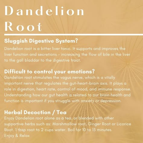 Dandelion Root Benefits Women, Dandelion Root Powder Benefits, Dandelion Supplement Benefits, Astralagus Root Benefits, Osha Root Benefits, Dandelion Herb Benefits, Dandelion Root Tincture Benefits, Benefits Of Dandelion Tea, Dandelion Root Tea Recipe