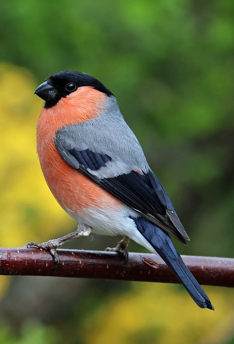 Bull Finch, Wild Birds Photography, Finch Bird, Finches Bird, British Birds, Garden Birds, Bullfinch, Most Beautiful Birds, Colorful Bird