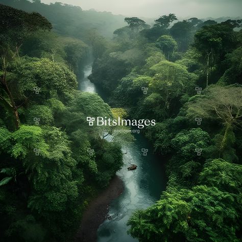 "An awe-inspiring tapestry of lush greenery and vibrant wildlife, the Congo Basin Rainforest captivates with its vast expanse and ecological richness in the heart of Africa." #rainforest #forest #landscape #tree #background #nature #green #bitsimages Africa Rainforest, Congo Rainforest, Congo Basin, Tree Background, Background Nature, Nature Green, Forest Landscape, Lush Greenery, Awe Inspiring