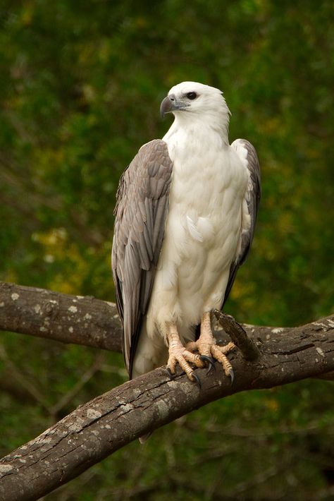 White-bellied Sea-Eagle (Haliaeetus leucogaster), adult, Fern Glade Reserve, Burnie, Tasmania, Australia White Bellied Sea Eagle, Burnie Tasmania, Australian Fauna, Raptors Bird, Harley Davidson Artwork, White Eagle, Eagle Drawing, Bird People, Sea Eagle