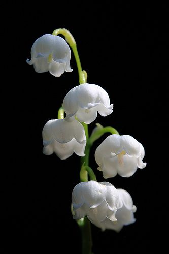 Lil Ghost, Light Fury, Lily Of The Valley Flowers, Valley Flowers, Love Lily, Midnight Garden, Sugar Flowers, Birth Flowers, Green Leaf