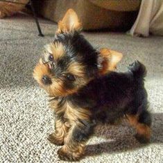 Chorkies Puppies, Cute Yorkies, Baby Yorkie, Kittens Puppies, Puppy And Kitten, Yorkie Puppy For Sale, Teacup Yorkie Puppy, Cute Small Dogs, Puppy Mom