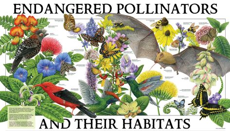 Pollinator Partnership | Pollinator.org Pollinator Activities, Butterfly And Bee Garden, Pollinators Poster, Cottage Patio, All About Butterflies, Butterfly Gardens, About Butterflies, Indigenous Tribes, Perennial Herbs