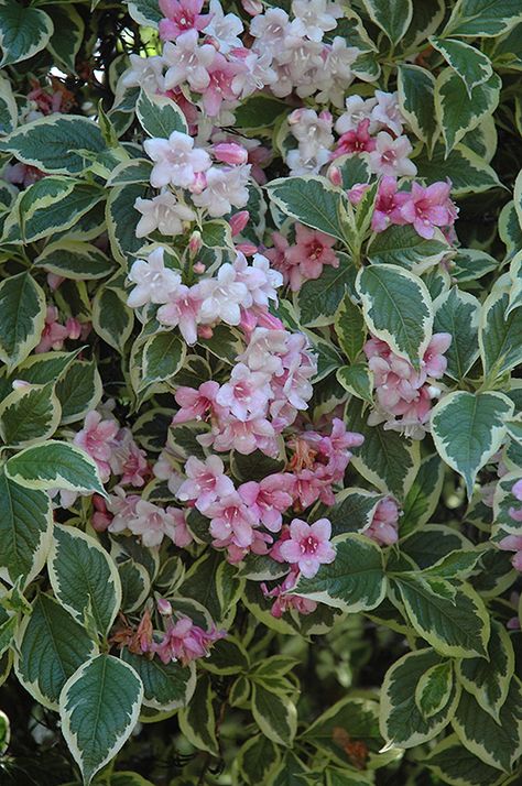 Weigela florida 'Variegata' Weigela Florida, Nurseries, Florida, Flowers, Green, Pink, White