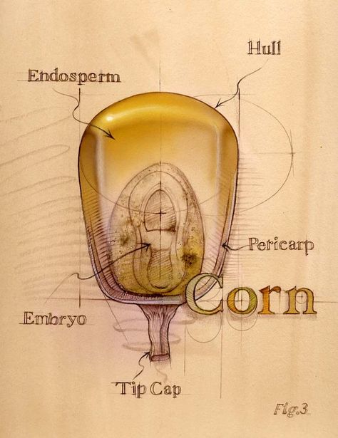 Corn Drawing, Corn Maize, Botanical Sketchbook, Corn Seed, Biology Art, Med Tech, People Figures, Museum Poster, Corn Kernel