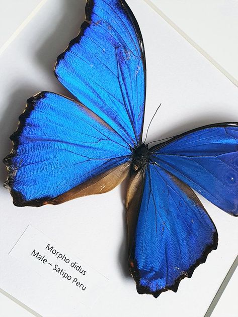 Morpho Didius, Agnes Cecile, Taxidermy Display, Blue Morpho Butterfly, Butterfly Insect, Morpho Butterfly, Blue Morpho, Widget Ideas, Artist Logo