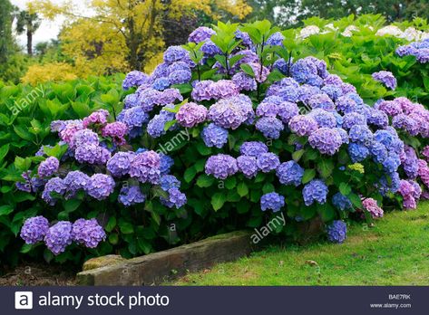 Hydrangea "Hamburg": [bush] mid summer-early fall, partial sun 6 Month Baby Food, Monty Don, Insect Spray, Scale Insects, Garden Bugs, Hydrangea Garden, Hydrangea Macrophylla, To The Rescue, Dream Garden