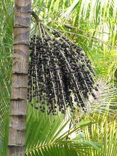 Acai berry is a fruit of a palm tree native to the subtropical regions of Central and South America. They require warm humid climate and cannot tolerate the cold. Acai Tree, Acai Palm Tree, Types Of Berries, Rainforest Plants, Acai Fruit, Acai Berry, Carnivorous Plants, Plant List, Tropical Rainforest