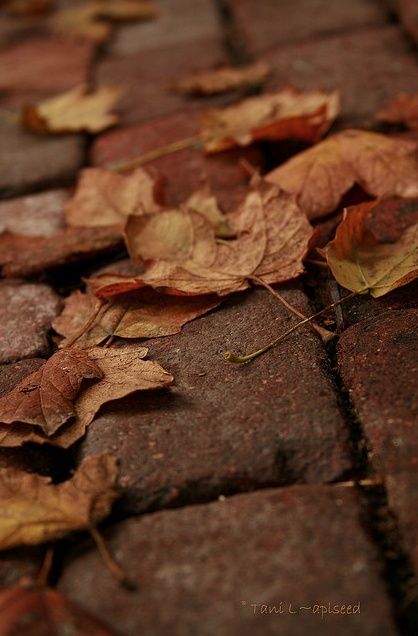 fall Leaves On The Ground, Brown Aesthetic, Autumn Aesthetic, On The Ground, Autumn Day, Brown Color, Autumn Leaves, Fall Colors, Color Me