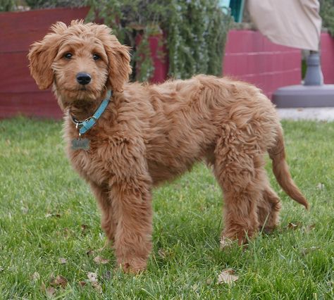 Goldendoodle Haircuts, Poodle Mix Breeds, Designer Dogs Breeds, Hybrid Dogs, Wheaten Terrier, Mini Goldendoodle, Goldendoodle Puppy, Doodle Dog, Companion Dog