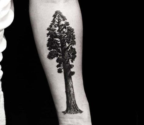 Tattoo photo - Giant sequoia tattoo by Guillaume Martins Sequoia Tattoo, Sequoia Tree Tattoo, Tree Tattoo Black, Bonsai Tree Tattoos, Giant Sequoia, Tree Tattoos, Sequoia Tree, Work Wife, Wild Tattoo