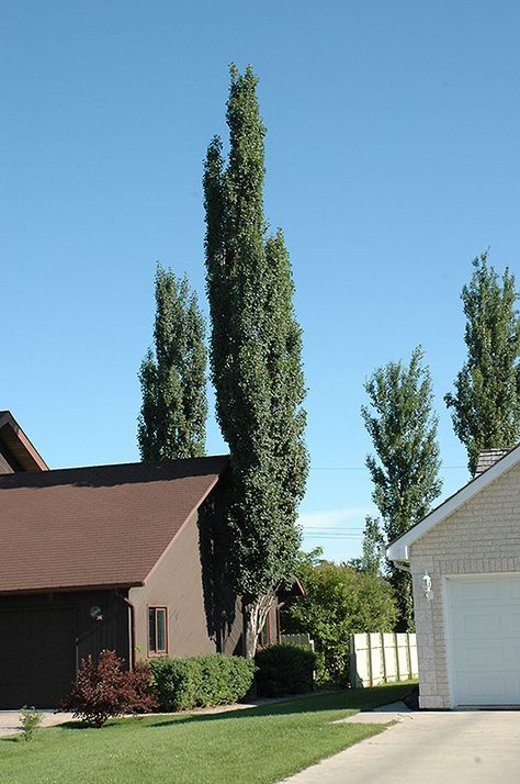 Columnar Swedish Aspen (Populus tremula 'Erecta') at Dutch Growers Garden Centre Swedish Columnar Aspen, Lombardy Poplar, Columnar Trees, Gardening Zones, Full Size Photo, Fast Growing Trees, Garden Centre, Deciduous Trees, Green Garden