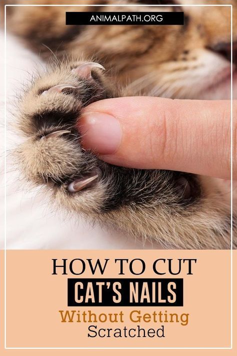 nail problems Clipping Cat Nails, Cats Nails, Trim Cat Nails, Cat Health Problems, Cut Cat, Cat Activity, Cat Info, Cat Hacks, Cat Care Tips