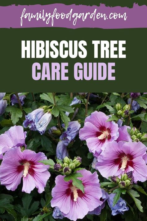 Hibiscus Tree Care, Hibiscus Tree, Purple Hibiscus, Hibiscus Plant, Tree Care, Family Food, Tea Garden, Food Garden, Front Yard Landscaping Design