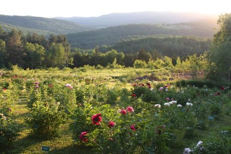 Undeniably Dreamy, Countryman Peony Farm In Vermont Is A Spring Must-Visit Vermont Fall Foliage, April Mood Board, Vermont Summer, Vermont Trip, Peony Farm, Vermont Travel, Vermont Vacation, Finn Harries, Vermont Fall