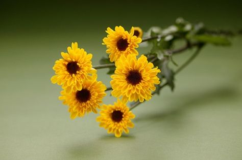 viking mum - mini sunflower July Wedding Flowers, Picture Jokes, Flower Identification, Mini Sunflowers, Small Sunflower, Mums Flowers, Prom Flowers, July Wedding, Wedding Inspiration Board