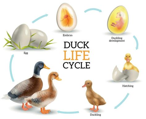 Animal Life Cycle Projects, Life Cycle Of A Bird, Duck Life Cycle, Bird Life Cycle, Cycle Stages, Animal Homes, Birds Vector, Animal Life Cycles, Nature Education