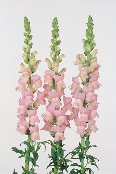 Snapdragon Pictures - National Garden Bureau | #yearofthesnapdragon Snapdragon Seeds, Snapdragon Flowers, Flower Identification, Spring Garden Flowers, Winter Plants, Nothing But Flowers, Shell Pink, Pink Garden, Flower Spike