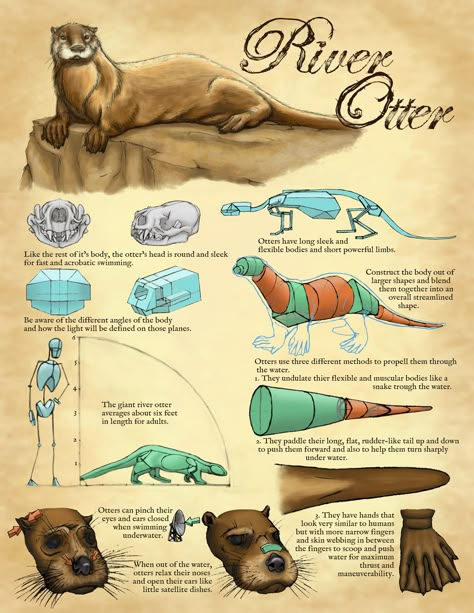 Semi Aquatic Animals, Otter Drawing Tutorial, Otter Anatomy Drawing, Otter Anatomy, Sea Otter Drawing, Long Eared Jerboa, Otter Drawing, Tips For Drawing, Animal Infographic