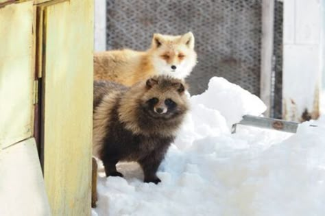 Japanese Raccoon Dog, Raccoon Dog, Silly Animals, Cute Fox, Racoon, Cute Little Animals, Cute Gif, Fantastic Beasts, Spirit Animal