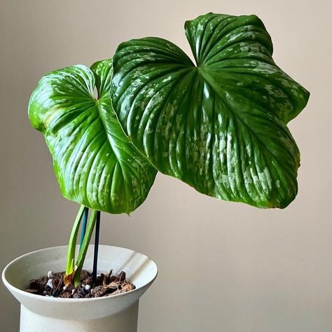 michael’s indoor oasis on Instagram: “The camera shy new leaf of my Philodendron Mamei Silver Cloud has just a bit more unfurling to go. Hoping it will get nice and big from the…” Philodendron Mamei, Indoor Oasis, Plant Wishlist, Silver Cloud, Camera Shy, New Leaf, Planting Succulents, Planting, Orchids