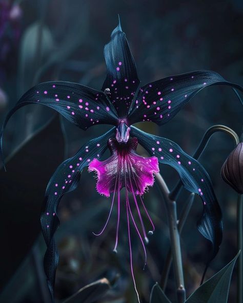 Gothic Garden, Flower Installation, Nothing But Flowers, Unusual Flowers, Wild Orchid, Language Of Flowers, Black Orchid, Orchid Flower, Beautiful Nature Scenes