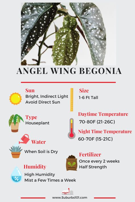 Begonia Plant Care, Begonia Angel Wing, Spotted Begonia Care, Angel Wing Begonia Care, Begonia Maculata Care, Begonia Types, Angel Wing Plant, Begonia Care, Inside Gardening