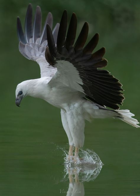 White Bellied Sea Eagle, Sea Eagle, Birds Of Prey, Eagles, Birds, Drawings, Animals, White, Quick Saves