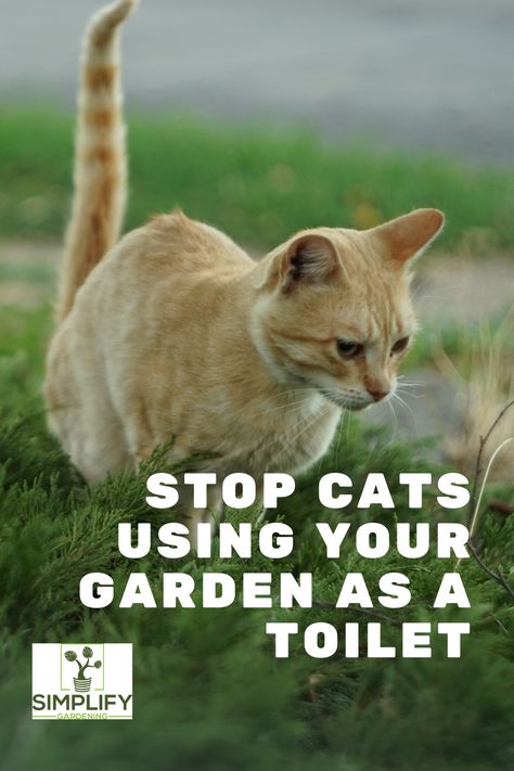 We all love cats, but there is nothing worse than someone else's cat using your new garden beds as litter tray. Stop them now! // cat ideas // pet cats // cats // dogs // cat home // cat home ideas #cat how to #cat ideas for home #kitty Garden For Cats, Keeping Cats Out Of Garden, Diy Raised Beds, Cat Ideas For Home, Vertical Hydroponics, Soil Amendments, Squash Bugs, Getting Organized At Home, Indoor Oasis