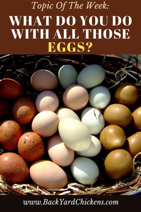 As we all know eggs are a welcome benefit of keeping chickens, but sometimes, especially after chicken math hits and the flock grew, some of us may have the wonderful dilemma of having a few too many eggs! We're curious to hear what you all do with your chickens' eggs. Especially the extra ones. Too Many Eggs, Chicken Math, Best Laying Chickens, Egg Laying Hens, Laying Chickens Breeds, Best Egg Laying Chickens, Chicken Incubator, Laying Chickens, Egg Laying Chickens