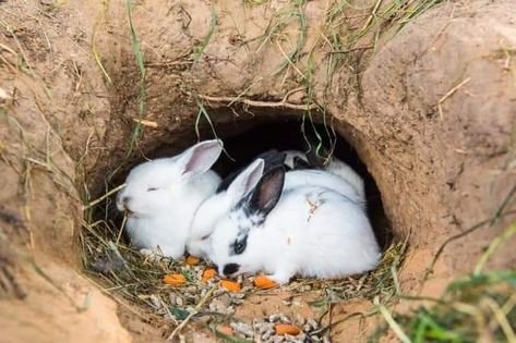 Bunny Burrow, Rabbit Burrow, Photo Download, Bunny Rabbit, Premium Photo, Rabbits, Stock Photos, Animals