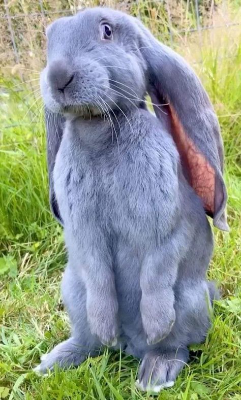 English Lop, Unusual Animals, Rare Animals, Cute Wild Animals, Cute Animal Photos, Cute Animal Videos, Cute Creatures, Sweet Animals, Cute Little Animals