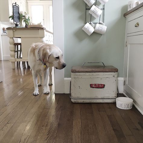 FIND OF THE WEEK // Sport's Food Storage - MY 100 YEAR OLD HOME #farmhouse #dogfoodstorage #raedunn #raedunnbowl #farmhousepets #rustic  #whitefarmhouse #farmhousestyle #modernfarmhouse #realfarmhouse #myhousebeautiful #hgtv #thefarmhousemovement #prettyandoverlooked #homedecor #fixerupperstyle #dreamhouse #homeinterior #homedesign  #americanfarmhouse #farmhousemudroomdecor #mudroomideas  #antiquefarmhouse #homedecoration #homesweethome #raedunnpottery #home #my100yearoldhome #vintagecooler Vintage Cooler, Boy Sport, Farmhouse Fixer Upper, Pantry Decor, Dog Food Storage Containers, Dining Room Pantry, Dog Food Container, Pet Items, Sports Food