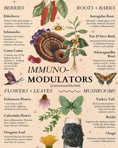 Immune Boosting vs. Immunomodulation 🥊 What’s the difference?? The terms “immune boosting” and “immunomodulation” are often used interchangeably, but they represent two distinct approaches to supporting the immune system. ➡️ IMMUNE BOOSTING enhances immune activity, making it more responsive. This can be beneficial during the onset of a cold or flu, helping the body quickly fight off infection. However, continuous boosting can lead to an overactive immune response, increasing the risk of in... Immunity Boosting Tea, Overactive Immune System, Increase Immune System, Increase Immunity, Medicinal Wild Plants, Colgate Optic White, Bee Life Cycle, Teeth Whitening Toothpaste, Cells Activity