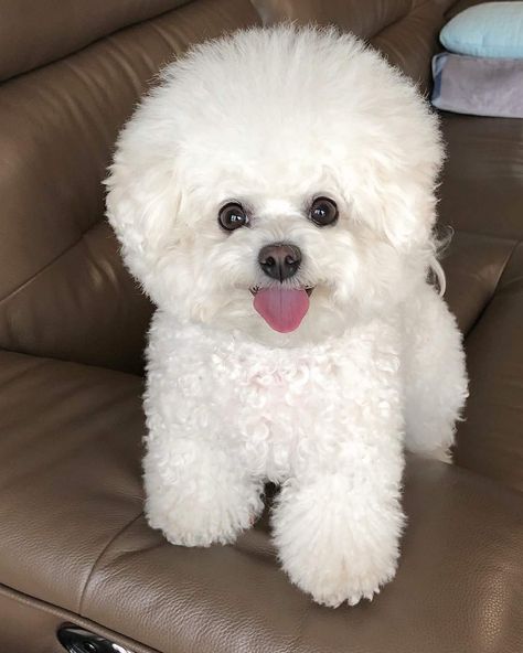 Bishon Puppies, Bishon Dogs, Cutest Small Dog Breeds, Bichon Dog, Poddle, Bichon Frise Puppy, Cute Small Dogs, Dog Haircuts, Bichon Frise Dogs