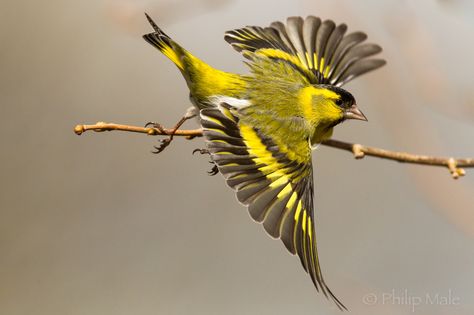 Animal Tarot, Siskin, Bird Wings, Finches, Pretty Animals, Goldfinch, Photoshop Photography, Bird Photo, Colorful Birds