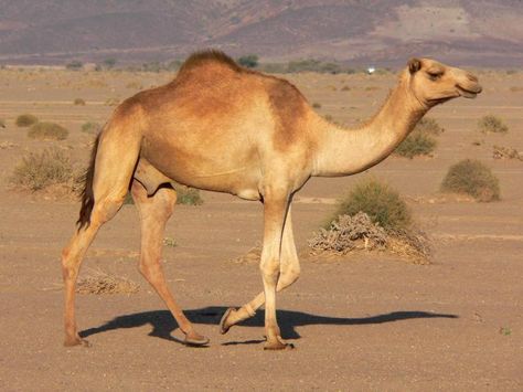 Dairy Cows Holstein, Dromedary Camel, Camels Art, Ab De Villiers Photo, Bactrian Camel, African Antelope, Female Motorcycle Riders, Galaxy Images, Desert Animals