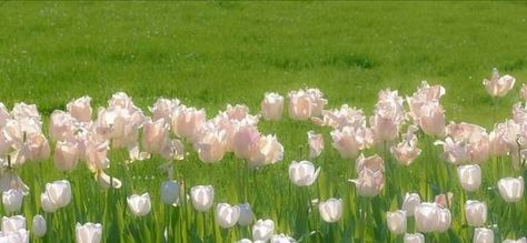 Tulips Field Wallpaper, White Tulips Field, Long Widget Aesthetic, Facebook Cover Photos Flowers, Tulips Field, Flower Header, 트위터 헤더, Cute Desktop, Field Wallpaper