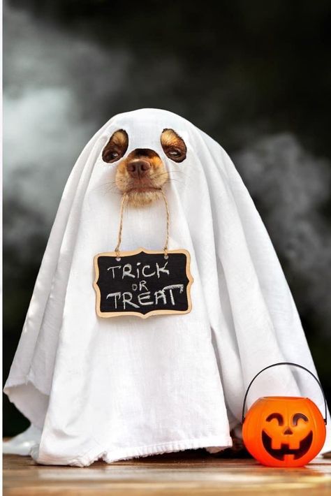 Dog Ghost Costume, Best Dog Halloween Costumes, Puppy Halloween Costumes, Halloween Puppy, Animal Photoshoot, Hallowen Costume, Dog Photoshoot, Ghost Dog, Pet Halloween Costumes