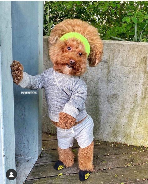 Cheap Fence Ideas For Dogs, Funny Dog Clothes, Mini Goldendoodle Puppies, Puppy Costume, Cat Images, Super Cute Puppies, Cute Animals Puppies, Very Cute Dogs, Really Cute Dogs