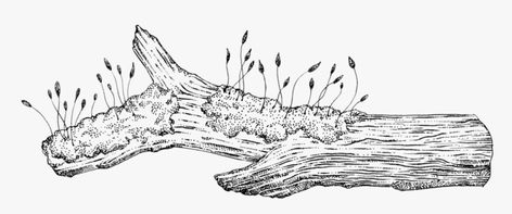 Log Drawing, Landscape Drawing Tutorial, Tree Drawings Pencil, Nature Sketch, Plant Drawing, Mushroom Art, Tree Drawing, Drawing Images, Hand Art Drawing