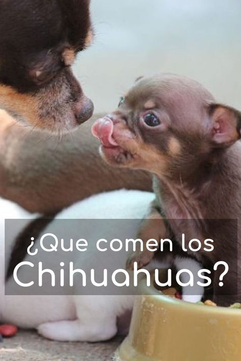 Vamos a ver qué comen los chihuahuas, una de las razas de perros mini toy más extendida. Si no sabes lo que es un perro mini toy, te aconsejo leer mi entrada pinchando en el enlace. Pero antes vamos a conocer un poco más sobre estas simpáticas mascotas. Chihuahua Mini Toy, Mini Chihuahua, Funny Puppy, Puppies Funny, Big Heart, Dog Friendly, Yorkie, Dog Friends, Small Dogs