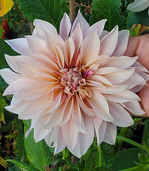 Dahlia, Cafe au Lait - We can't think of a more high-impact bloomer than 'Cafe au Lait'. With flowers topping 10', it is a true Dinnerplate Dahlia. No tea and saucer here! Layers and layers of large satiny soft petals unfurl from open-face flowers. Bloom-color meanders from peach to pink to creamy beige. Watering regularly and supplying well composted soils will guarantee your garden and vases will be brimming over with flowers. Plants easily reach 4' tall and wide. Staking and deadheading ... Dahlia Diva, Dahlia Flower Bouquet, Flowers List, Kitchen Vase, Dinnerplate Dahlia, Dahlia Flower Garden, Natural Bridal Bouquet, Huge Flowers, Deadheading