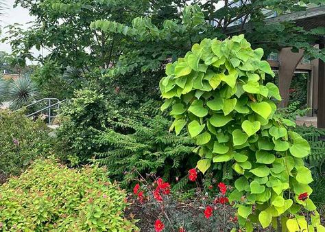 Cercis canadensis Golden Falls® (Eastern Redbud) Weeping Redbud, Small Garden Spaces, Cercis Canadensis, Judas Tree, Ruby Falls, Eastern Redbud, Amazing Trees, Flowering Cherry Tree, Nc State University