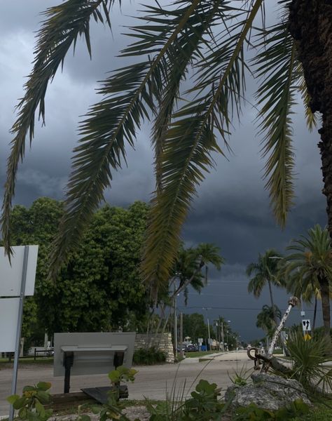 Palm tree, tropical storm, rainy clouds, gray skies, florida trees, flordia storm Summer Storm Aesthetic, Rainy Island Aesthetic, Rainy Florida Aesthetic, Swamp Goth, Dark Florida Aesthetic, Tropical Storm Aesthetic, Rainy Tropical Aesthetic, Rainy Clouds, Florida Storm