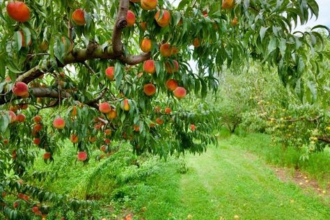 6 Fruit Trees that Grow in New York (NY) Growing Peach Trees, Zone 8 Gardening, Growing Cherry Trees, Garden Fruit Trees, Gardening Fruits, Zone 8b, Enchanting Aesthetic, How To Grow Lemon, Texas Garden